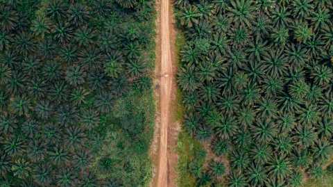 Truk Sering Melintasi Jalan Perkebunan? Ini yang Perlu Diperhatikan Saat Memilih Ban Truk